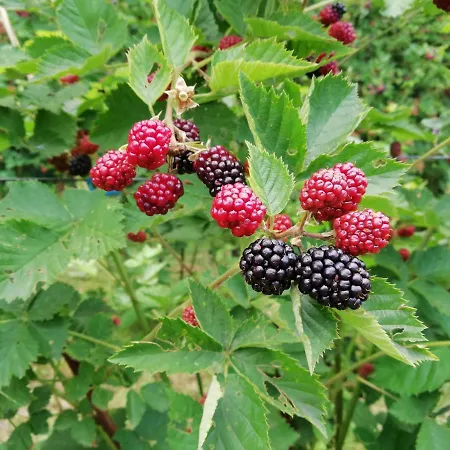 아파트 Majdanski Kutak *