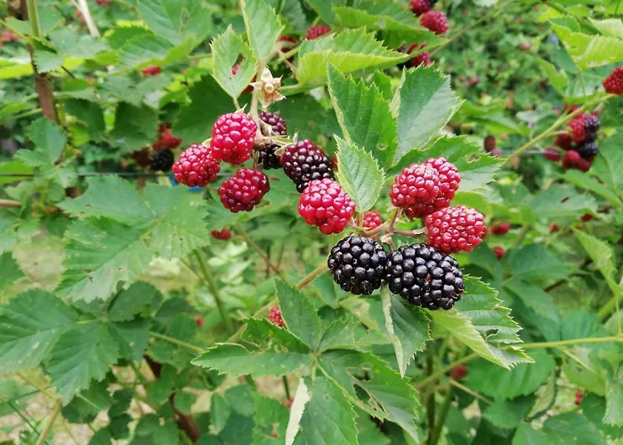 Daire Majdanski Kutak *