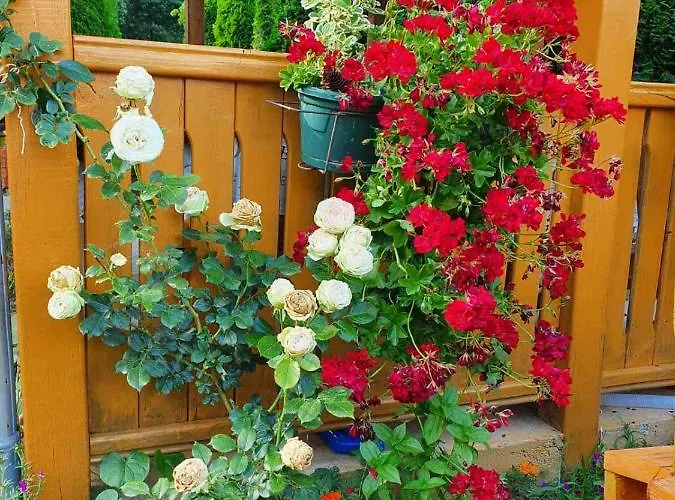 Majdanski Kutak Daire *