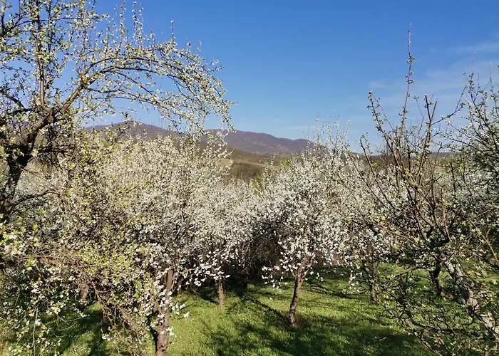 Majdanski Kutak Daire